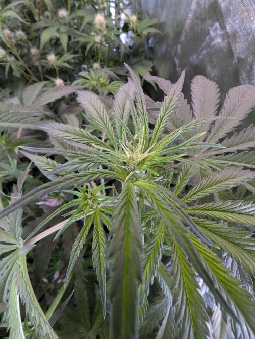 RQS🦁Cherry Pie 🍒🥧. Week 4
