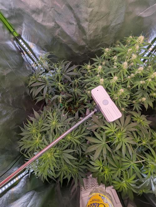 RQS🦁Royal🍭Runtz. Week 6