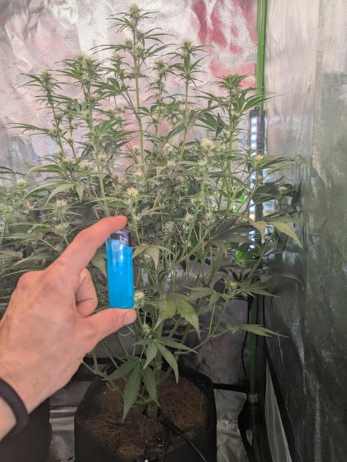 RQS🦁Royal🍭Runtz. Week 6 - day42