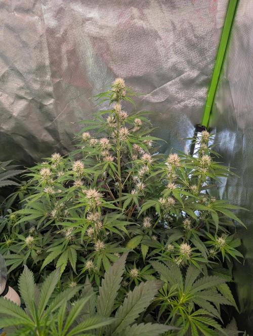RQS🦁Royal🍭Runtz. Week 6 - day44