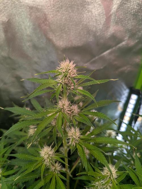 RQS🦁Royal🍭Runtz. Week 6