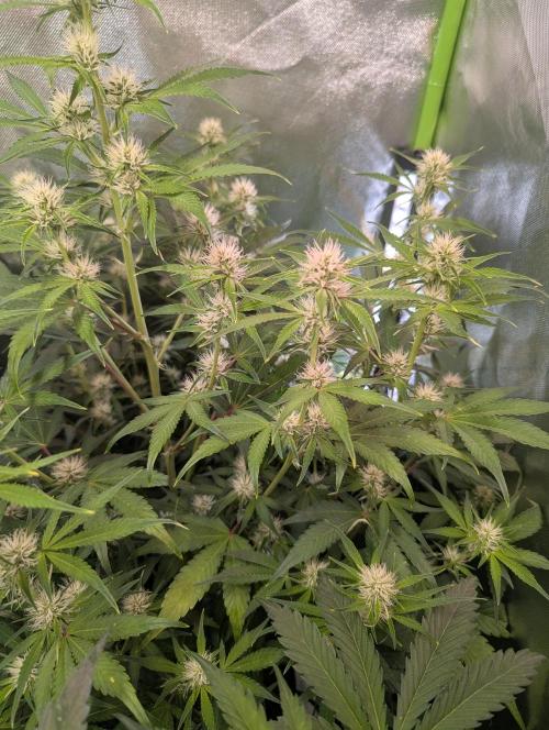 RQS🦁Royal🍭Runtz. Week 6
