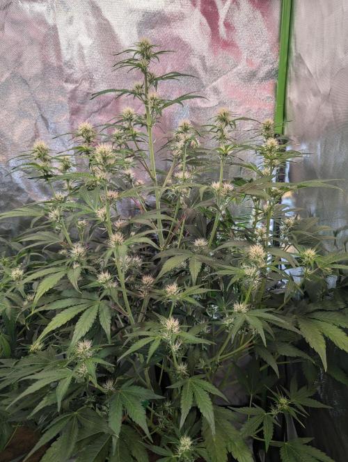 RQS🦁Royal🍭Runtz. Week 6