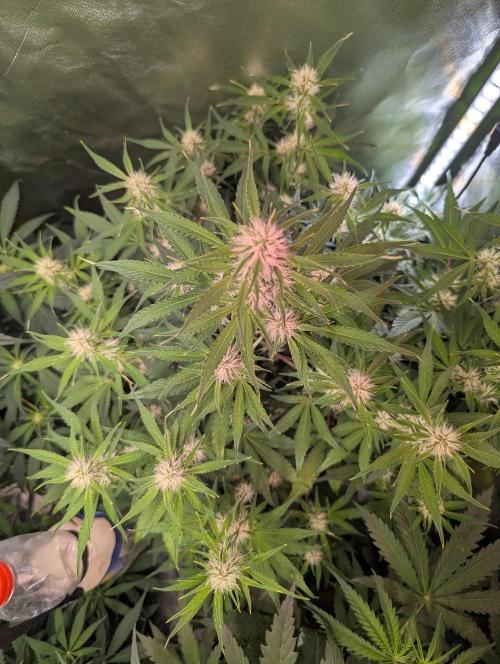 RQS🦁Royal🍭Runtz. Week 6