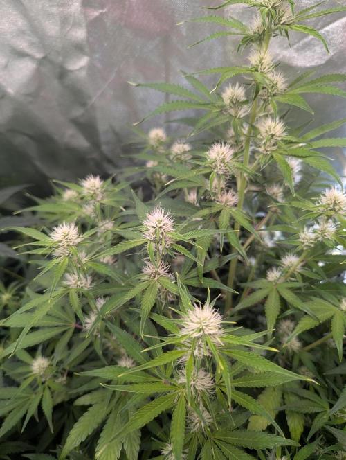 RQS🦁Royal🍭Runtz. Week 6
