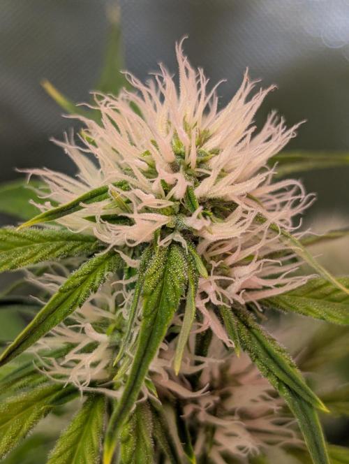 RQS🦁Royal🍭Runtz. Week 6