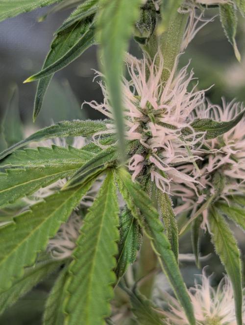 RQS🦁Royal🍭Runtz. Week 6