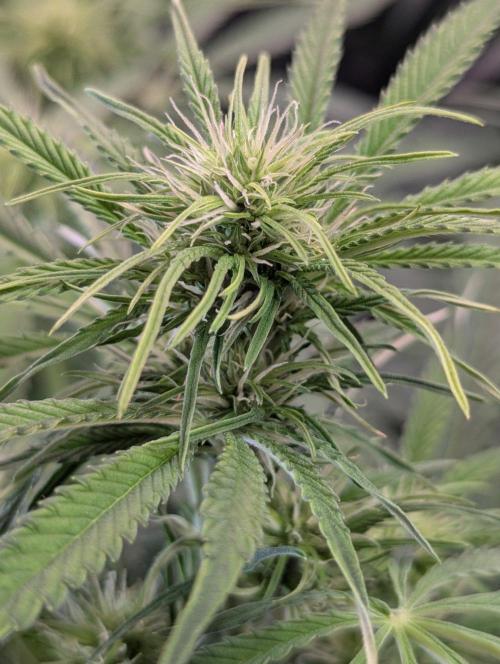 BigDemon👹DivineSeeds. Week 6