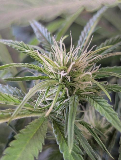 BigDemon👹DivineSeeds. Week 6