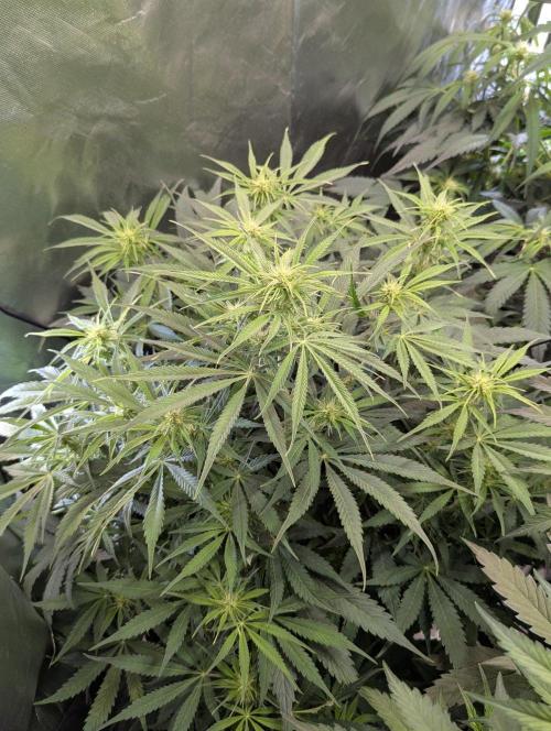 BigDemon👹DivineSeeds. Week 6