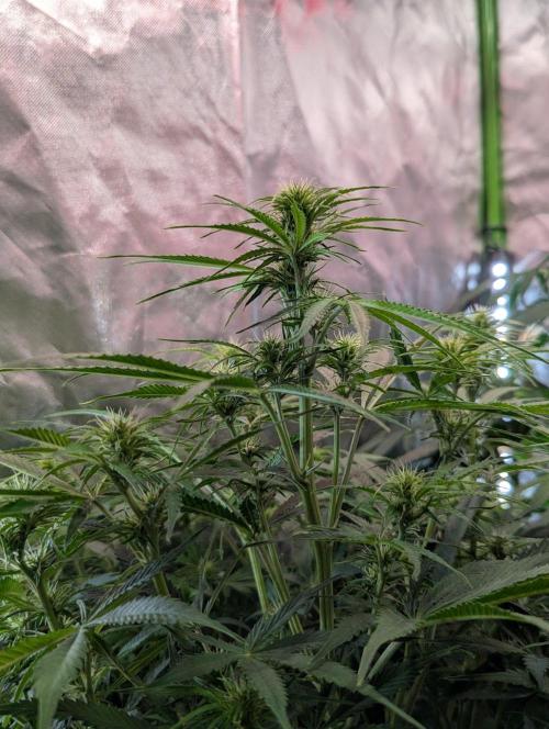 BigDemon👹DivineSeeds. Week 6