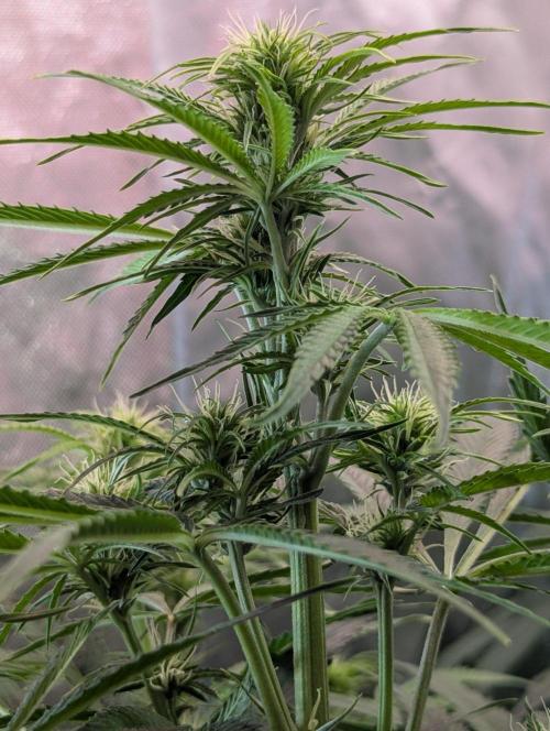 BigDemon👹DivineSeeds. Week 6