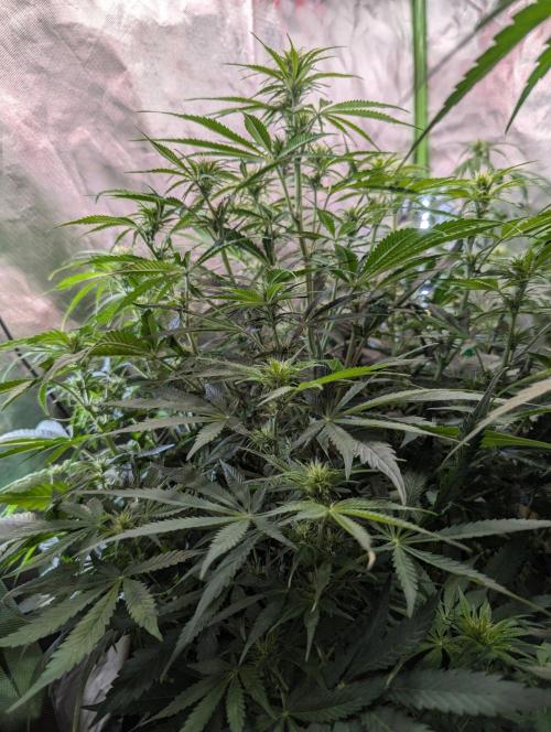BigDemon👹DivineSeeds. Week 6