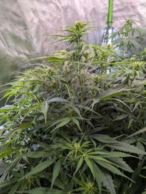 BigDemon👹DivineSeeds. Week 6