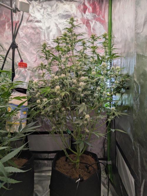 RQS🦁Royal🍭Runtz. Week 6
