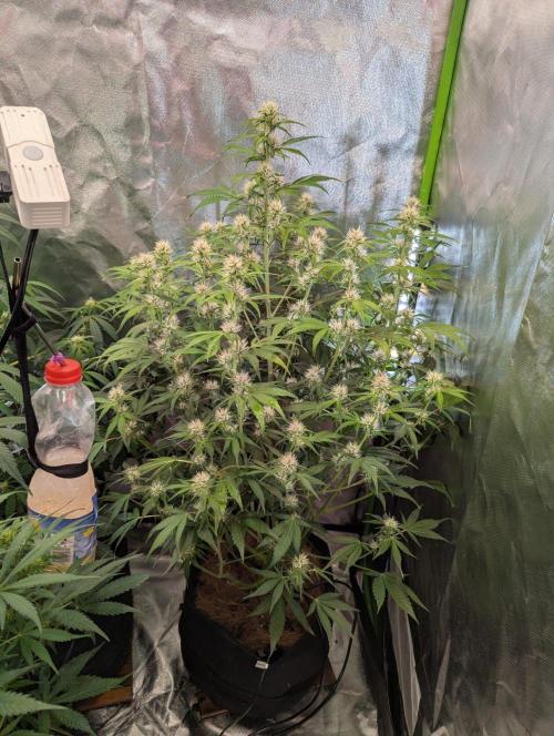 RQS🦁Royal🍭Runtz. Week 6