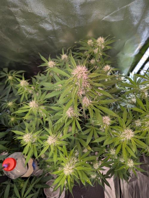 RQS🦁Royal🍭Runtz. Week 6