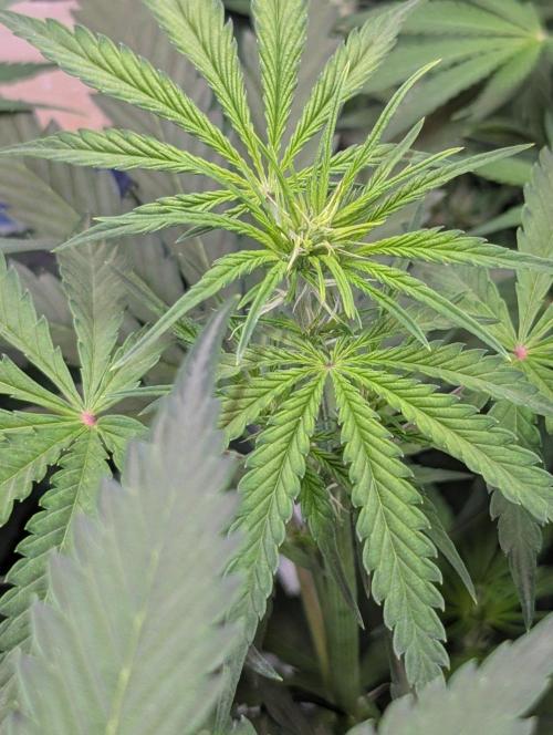 RQS🦁Cherry Pie 🍒🥧. Week 5