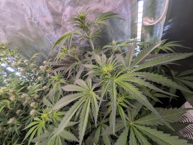 RQS🦁Cherry Pie 🍒🥧. Week 5