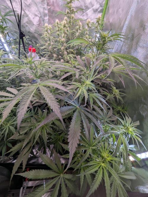 RQS🦁Cherry Pie 🍒🥧. Week 5