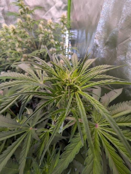 RQS🦁Cherry Pie 🍒🥧. Week 5