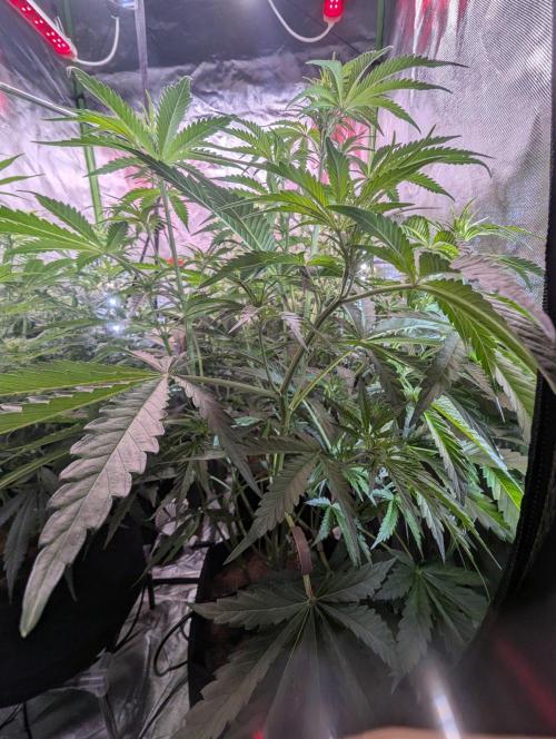 RQS🦁Cherry Pie 🍒🥧. Week 5