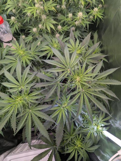 RQS🦁Cherry Pie 🍒🥧. Week 5