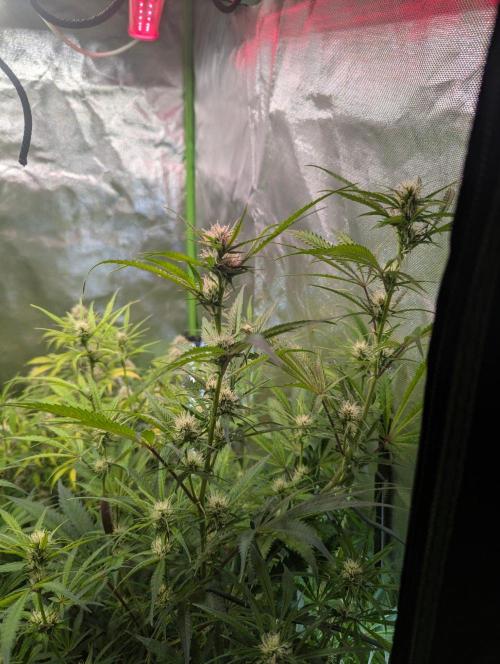 RQS🦁Cherry Pie 🍒🥧. Week 7