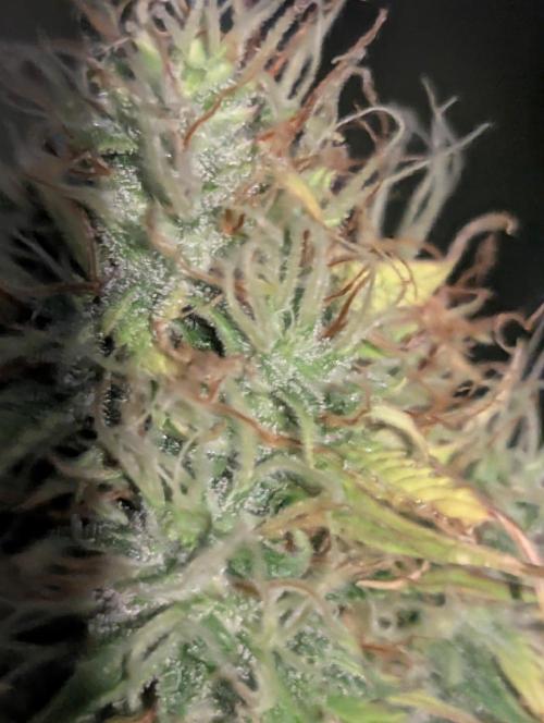 Auto Big Demon. Week 9