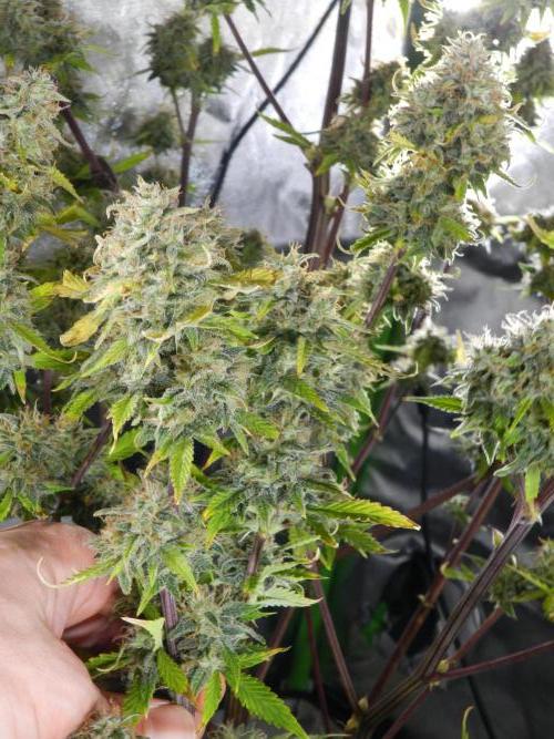 Zamnesia🍯Sticky Broccoli🥦EGC2026. Week 12