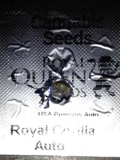 👑🦍Royal Gorilla Auto RQS🦁. Week 0