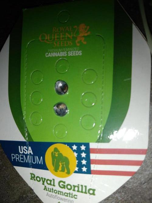 👑🦍Royal Gorilla Auto RQS🦁. Week 0