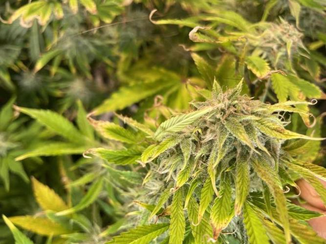 👑🦍Royal Gorilla Auto RQS🦁. Week 9