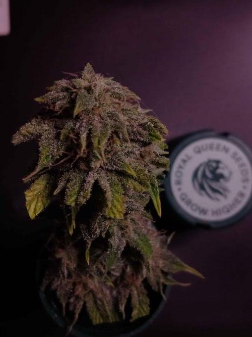 IGrowCan Sherbet Queen Auto RQS. Week 8