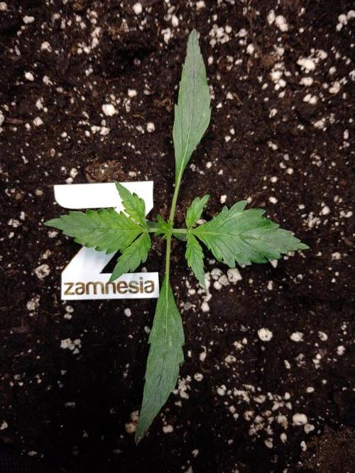 Zamnesia🍯Sticky Broccoli🥦EGC2026. Week 1