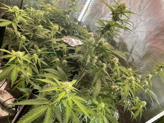 Zamnesia🍯Sticky Broccoli🥦EGC2026. Week 8