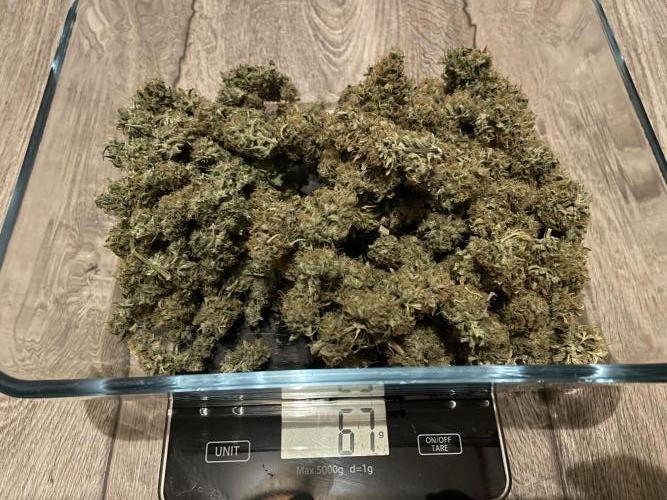 Divine Seeds Auto Black Opium. Week 13