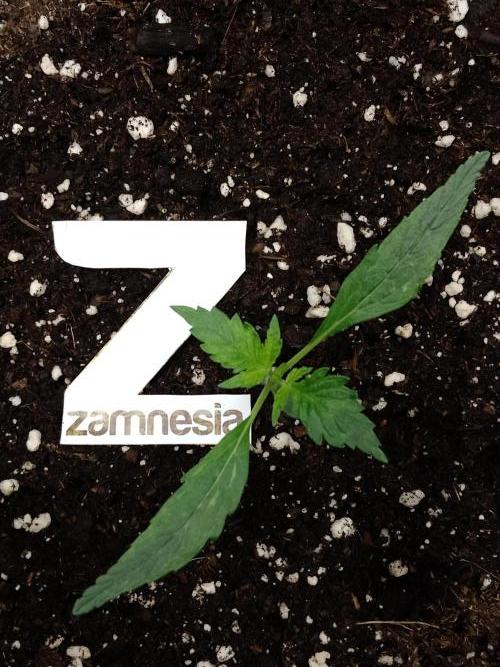 Zamnesia🍯Sticky Broccoli🥦EGC2026. Week 1