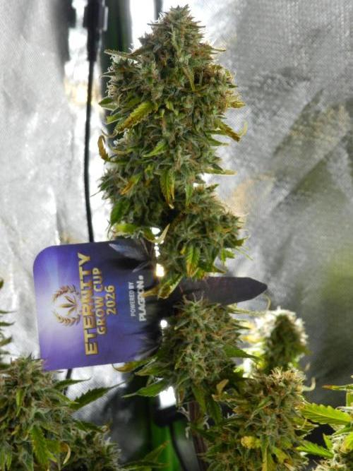 Zamnesia🍯Sticky Broccoli🥦EGC2026. Week 12