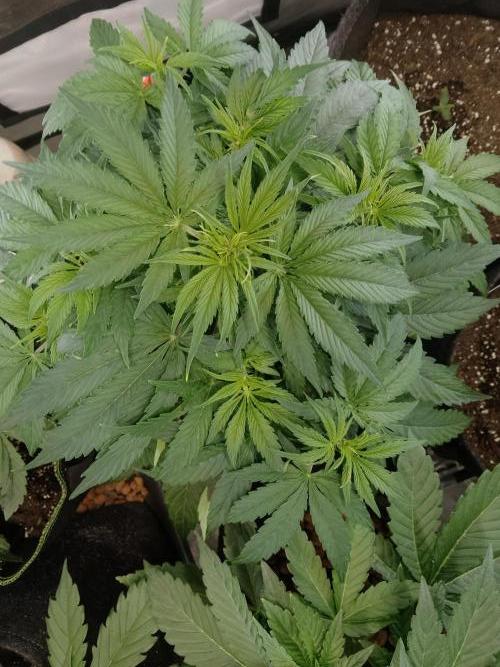 🛸Milky Way F1 RQS🦁. Week 5