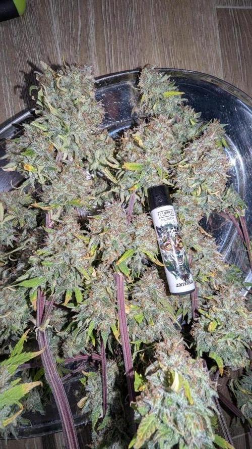 Zamnesia🍯Sticky Broccoli🥦EGC2026. Week 13
