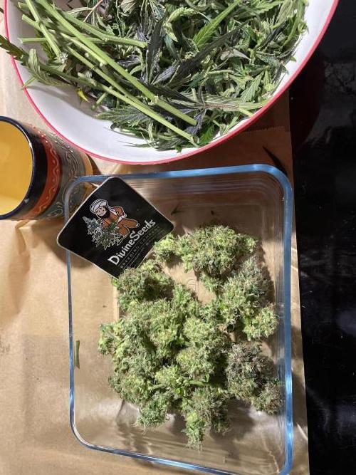 Divine Seeds Auto Moon Rock. Week 13