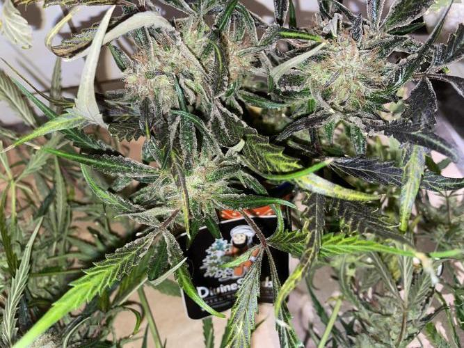 Divine Seeds Auto Moon Rock. Week 13