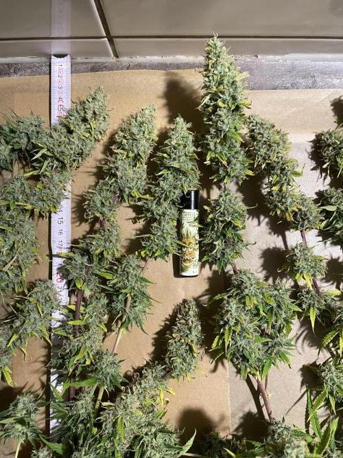 Divine Seeds Auto Black Opium. Week 13