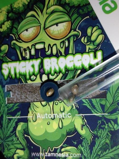 Eternity Grow Cup Sticky Broccoli🥦. Week 0