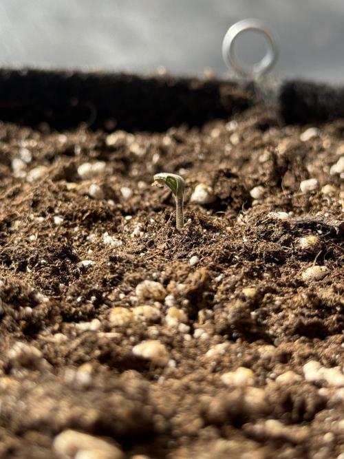 Tropicana Cookies Auto 🍍🍪 - Outdoor. Week 0 - Someone is growing 👀🌱