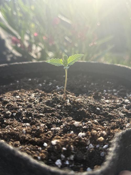 Tropicana Cookies Auto 🍍🍪 - Outdoor. Week 1
