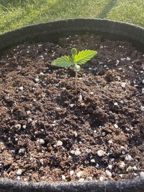 Tropicana Cookies Auto 🍍🍪 - Outdoor. Week 1
