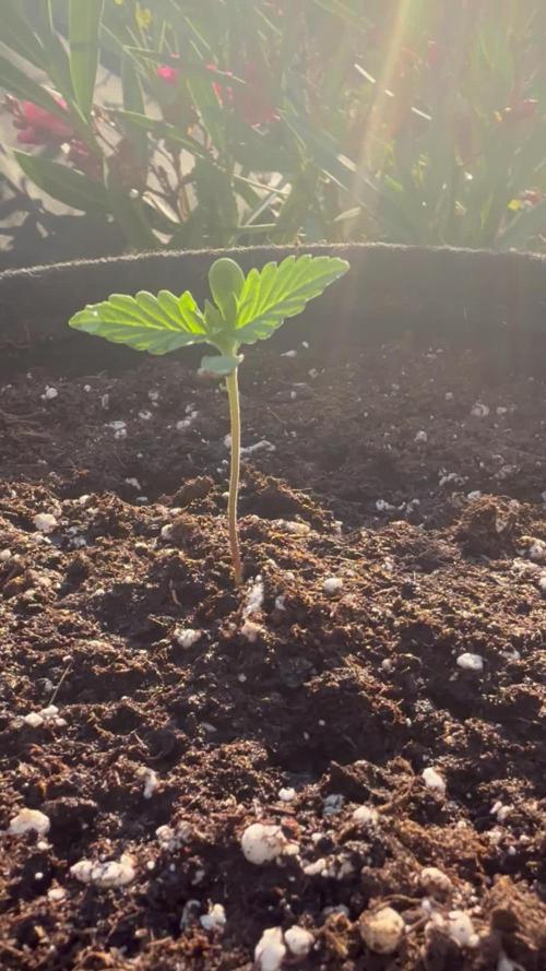 Tropicana Cookies Auto 🍍🍪 - Outdoor