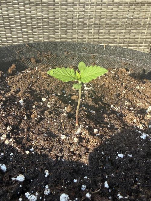 Tropicana Cookies Auto 🍍🍪 - Outdoor. Week 1
